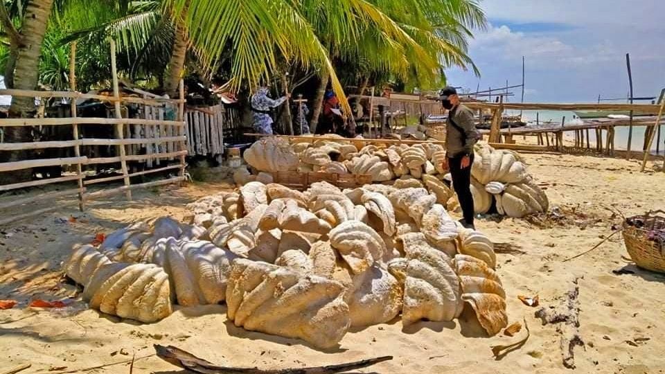 Filipínské úřady zabavily 200 tun zkamenělých škeblí